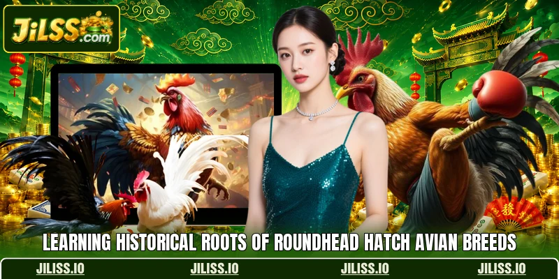 Learning historical roots of Roundhead Hatch avian breeds